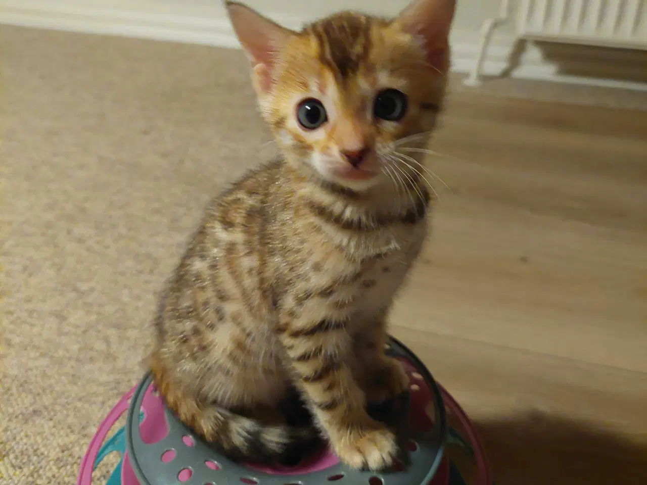 Billede 5 - Bengal killinger 