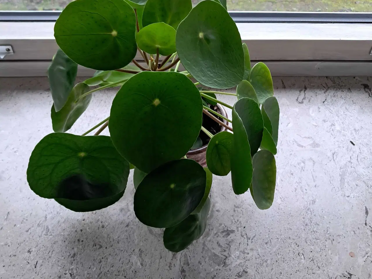 Billede 1 - Stueplante pilea