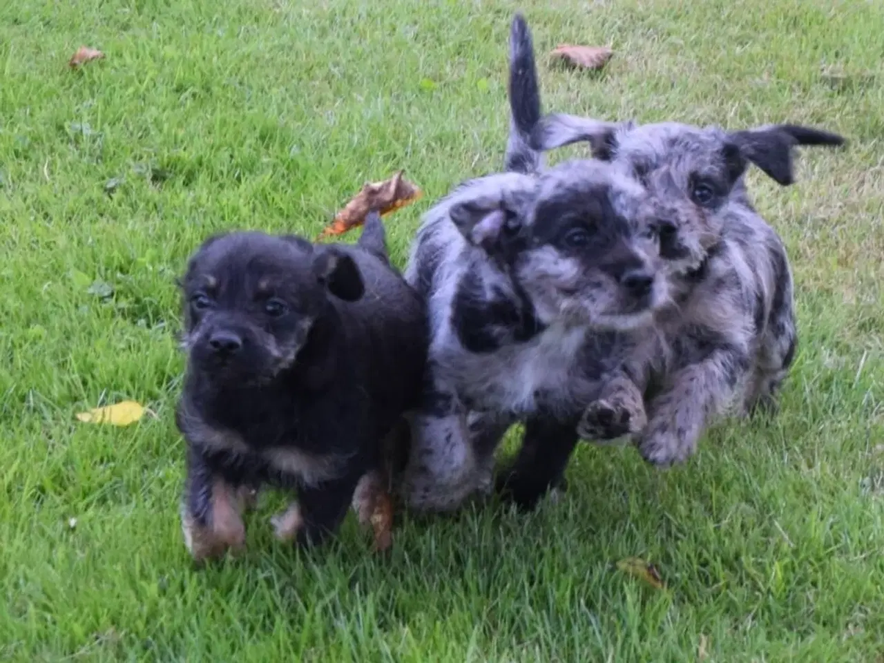Billede 4 - Doodels hanhvalp lille familiehund 