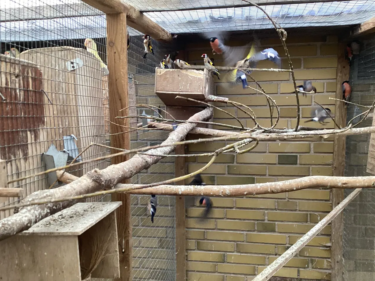 Billede 1 - Stilles og dumpap