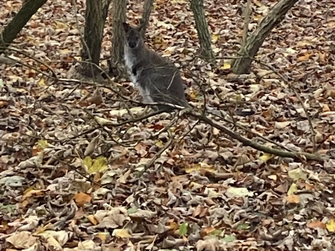 Billede 1 - Kænguru