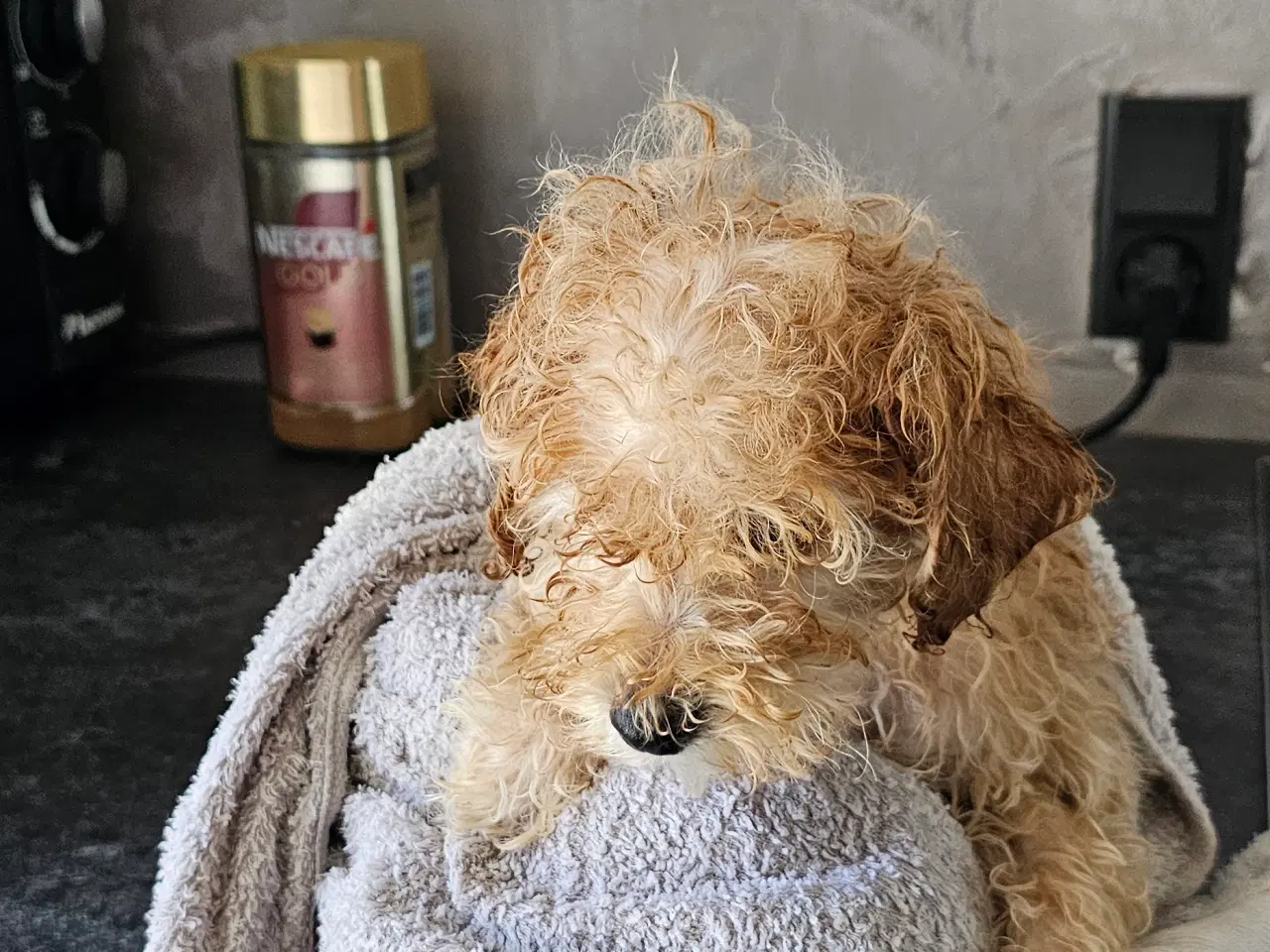 Billede 3 - Dværgpuddel hvalpe - hanner