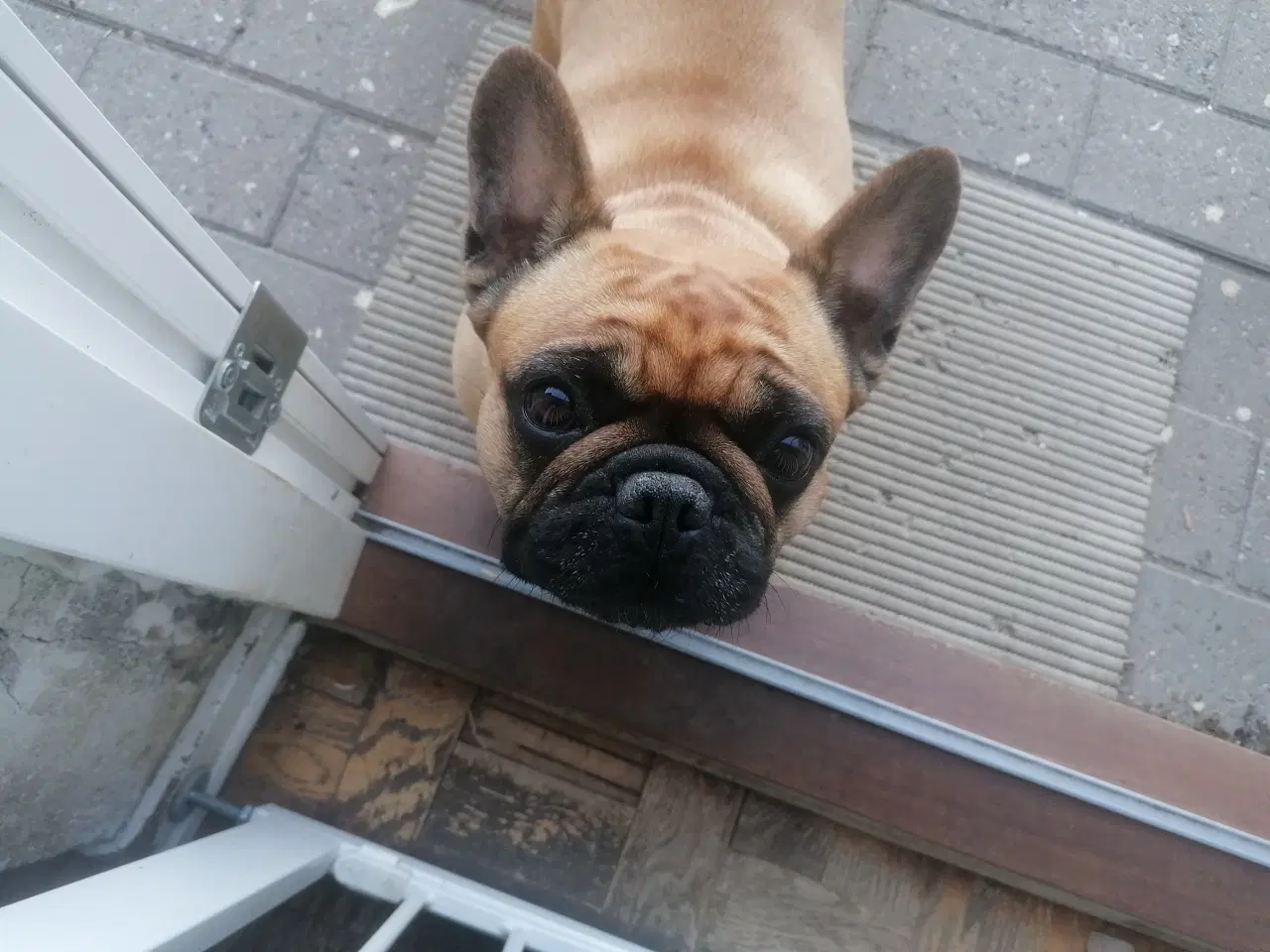 Billede 3 - Fransk bulldog - søger nyt hjem