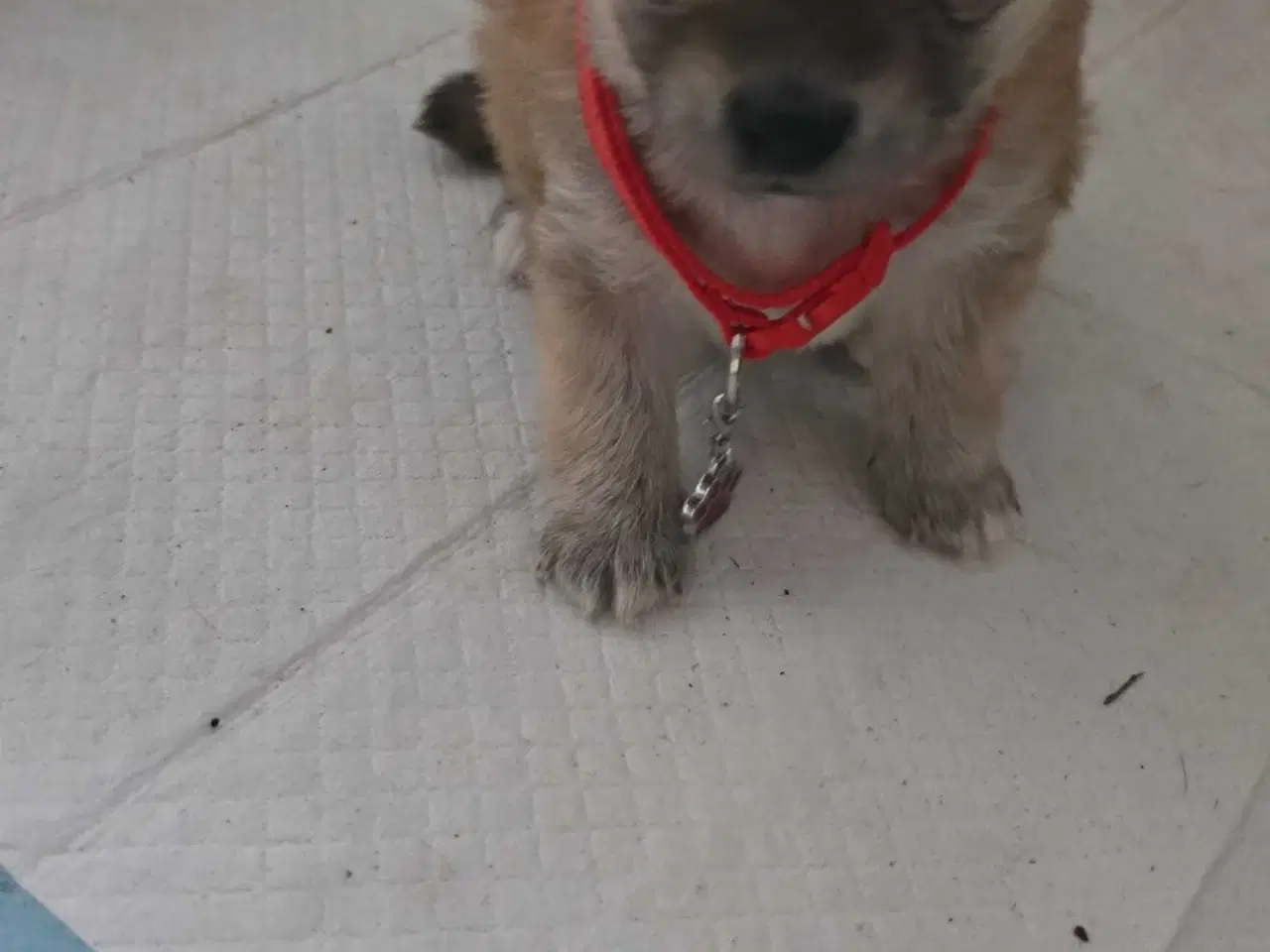 Billede 4 - 1 skøn pige