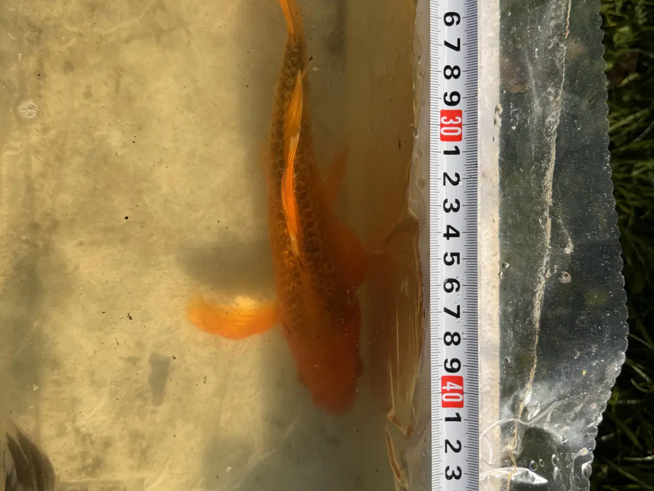 Billede 5 - 2 Butterfly koi og en Græskarpe