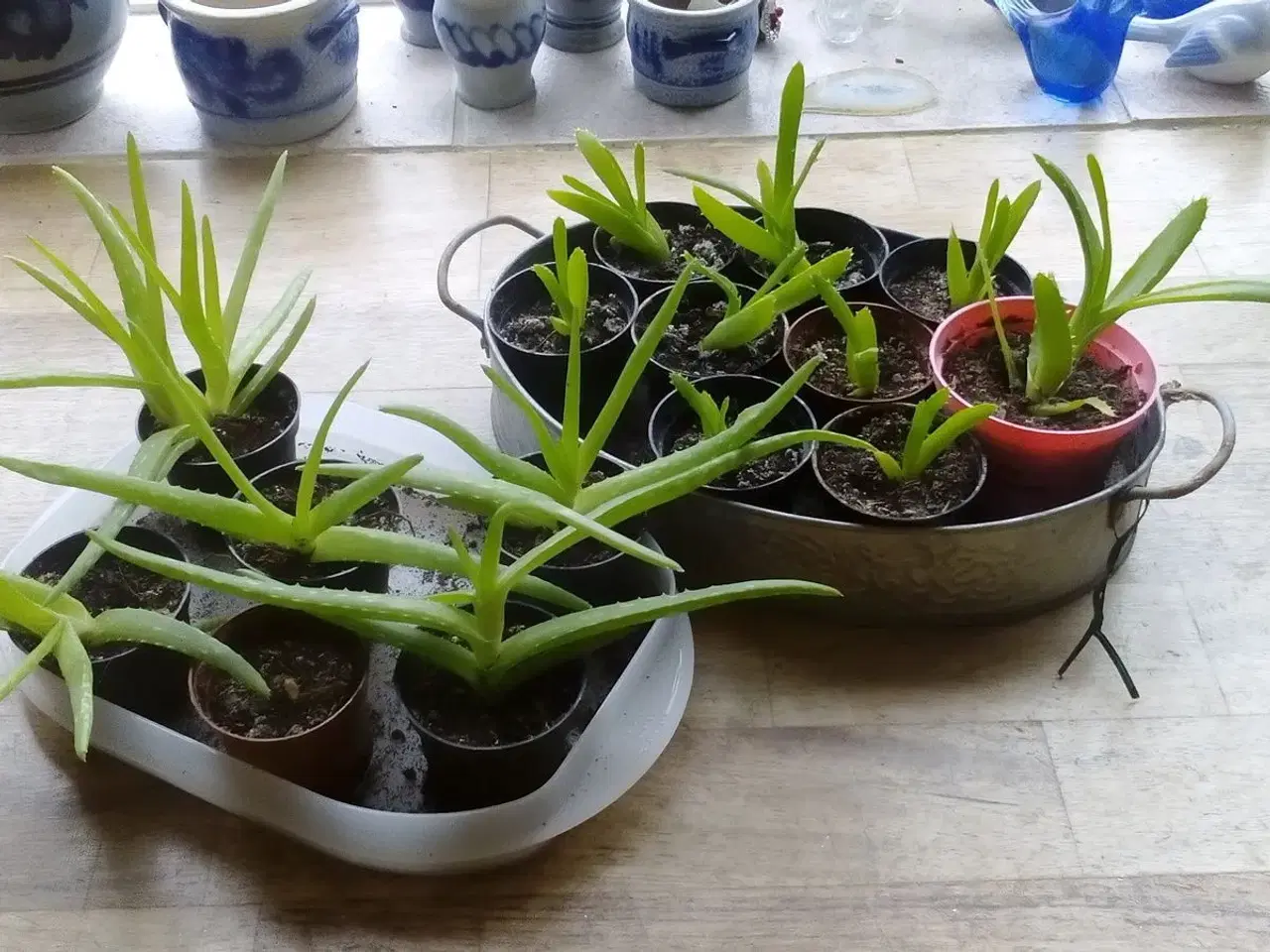 Billede 1 - Små Aloe Vera planter. 