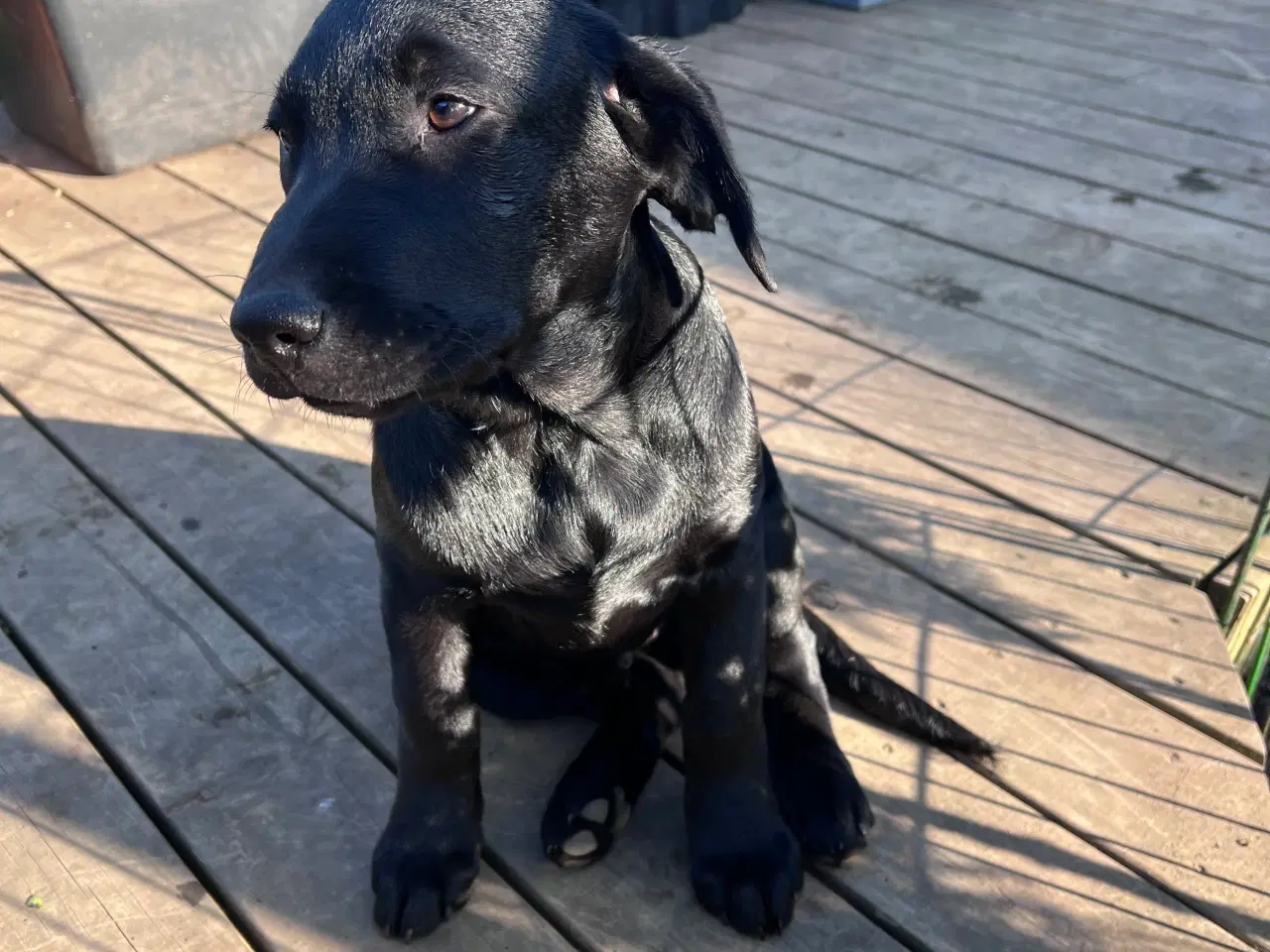 Billede 3 - Sødeste labrador hvalp