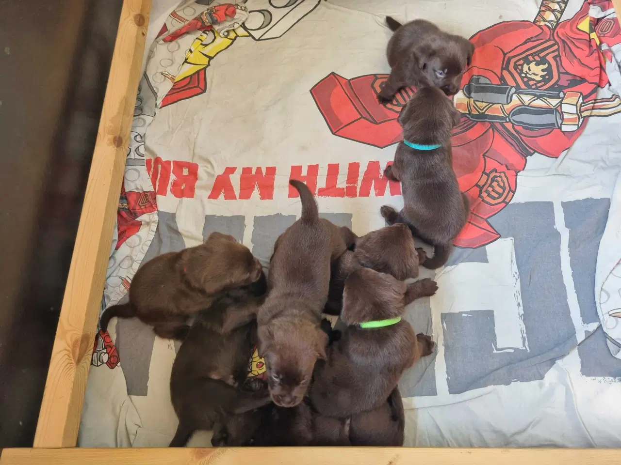 Billede 7 - Brun Labrador gammel slags