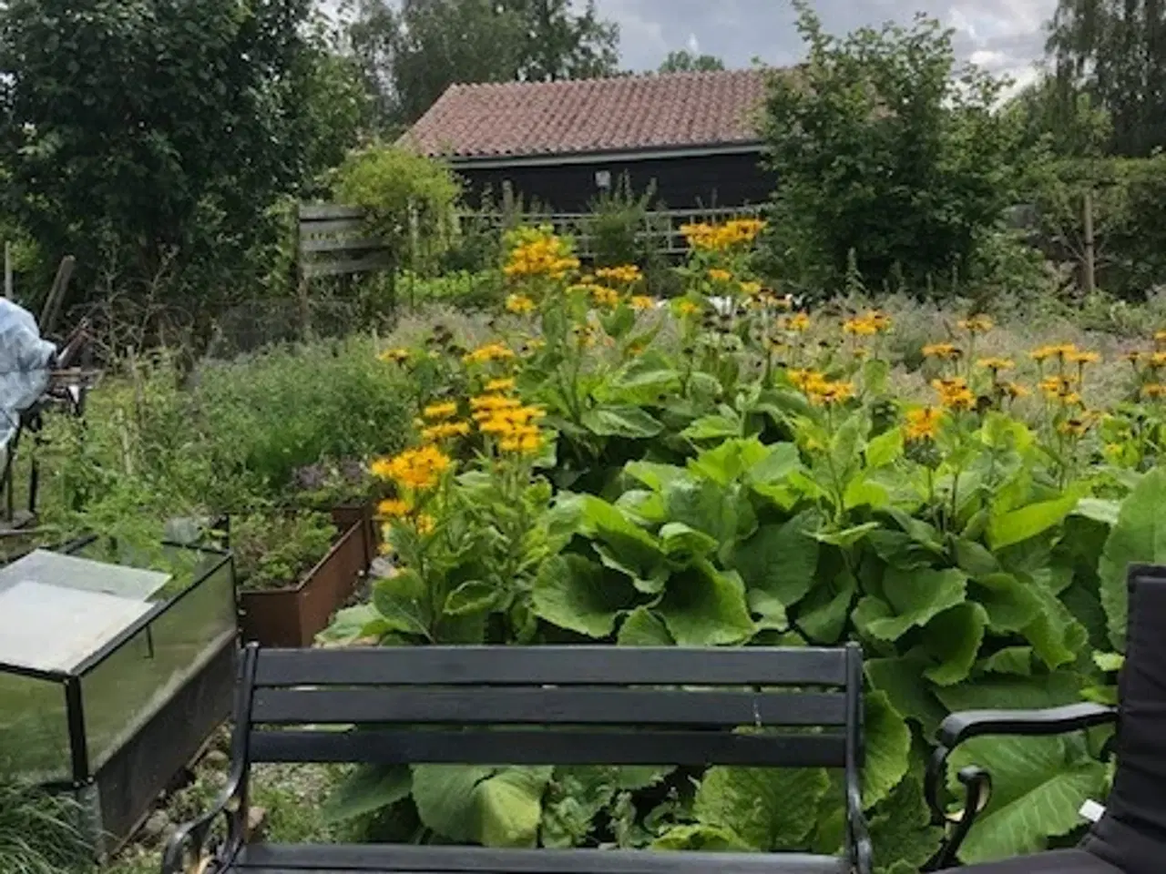 Billede 14 - kolonihave med charmerende hus – Haveforeningen Ba