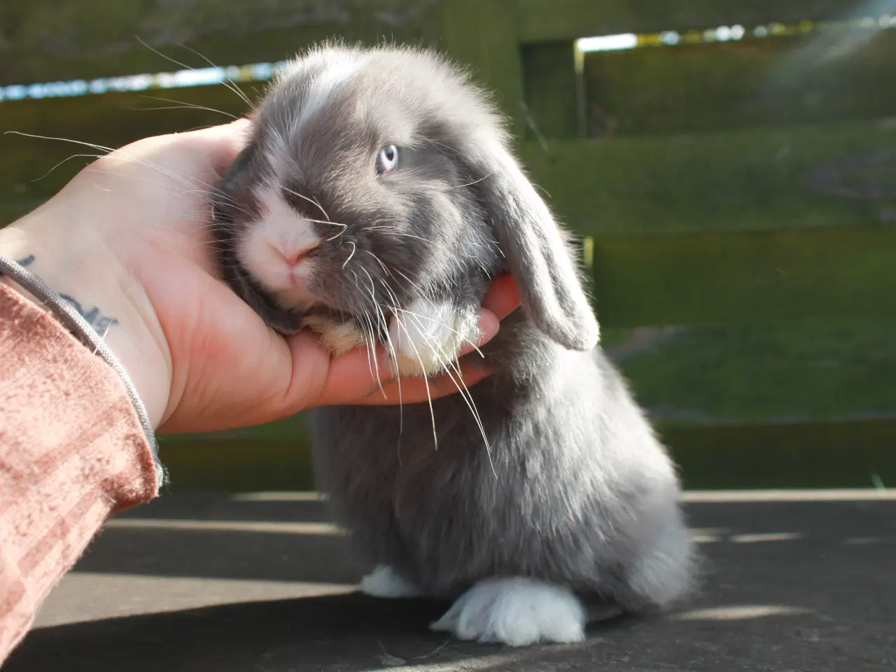 Billede 3 - Dværgvædder/Mini lop hankanin