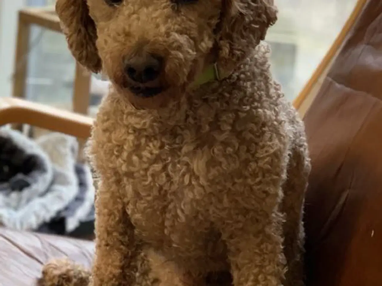 Billede 3 - Venter Maltipoo hvalpe i uge 34. Salgsklar uge 42