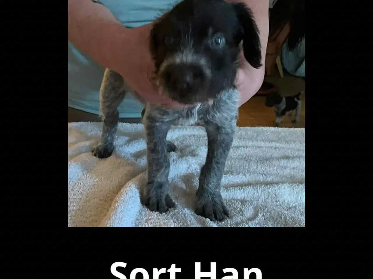 Billede 2 - Ruhåret hønsehunde hvalpe