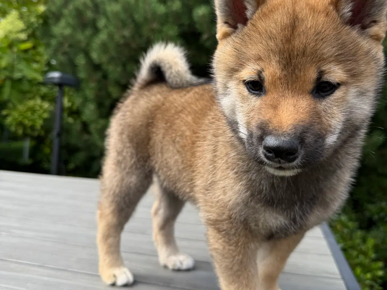 Billede 3 - Shiba inu hvalpe