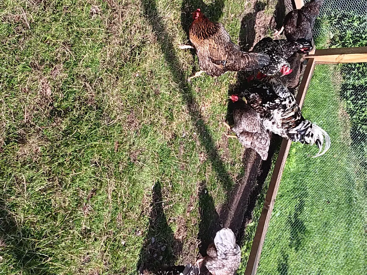 Billede 6 - SKÅNSKE BLOMSTERHØNS KYLLINGER 🐣🐥🐤
