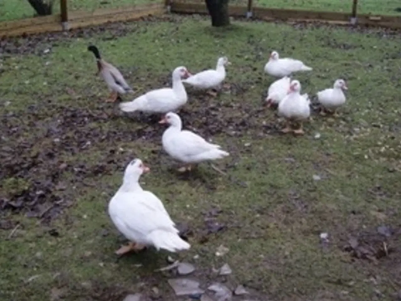 Billede 1 - Moskus ænder