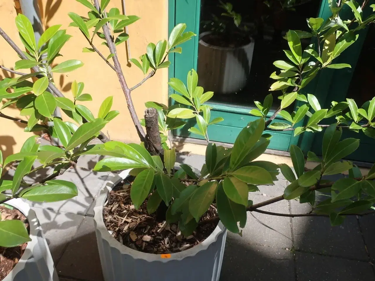 Billede 2 - Plante