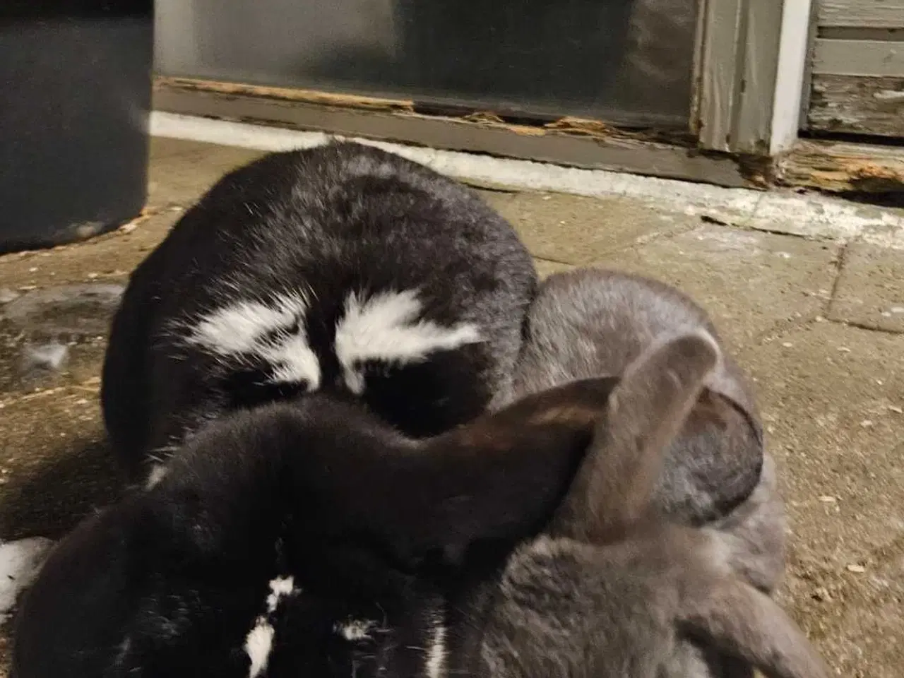 Billede 3 - 2 kaniner gives bort 