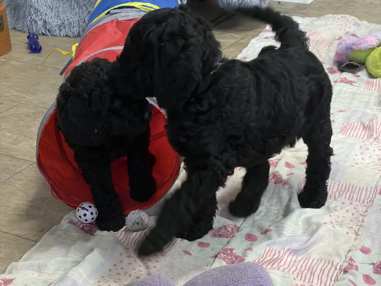Billede 16 - Ægte mellem/stor puddel drenge må rejse nu !