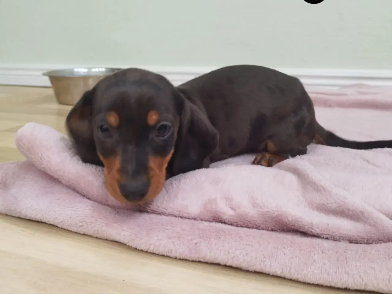 Billede 10 - korthåret dværg gravhunde hvalpe harlekin