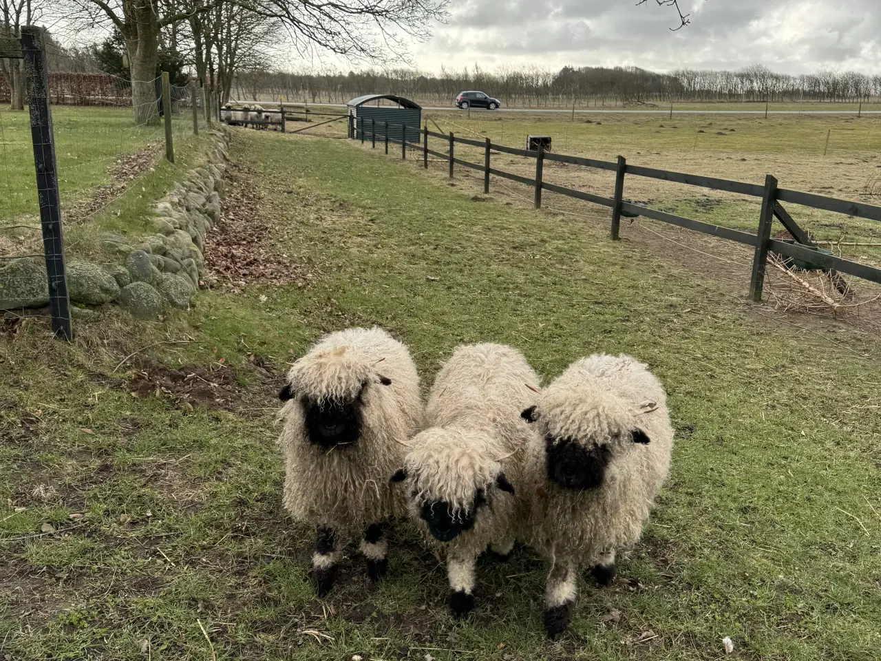 Billede 2 - Valais Blacknose gimmerlam 