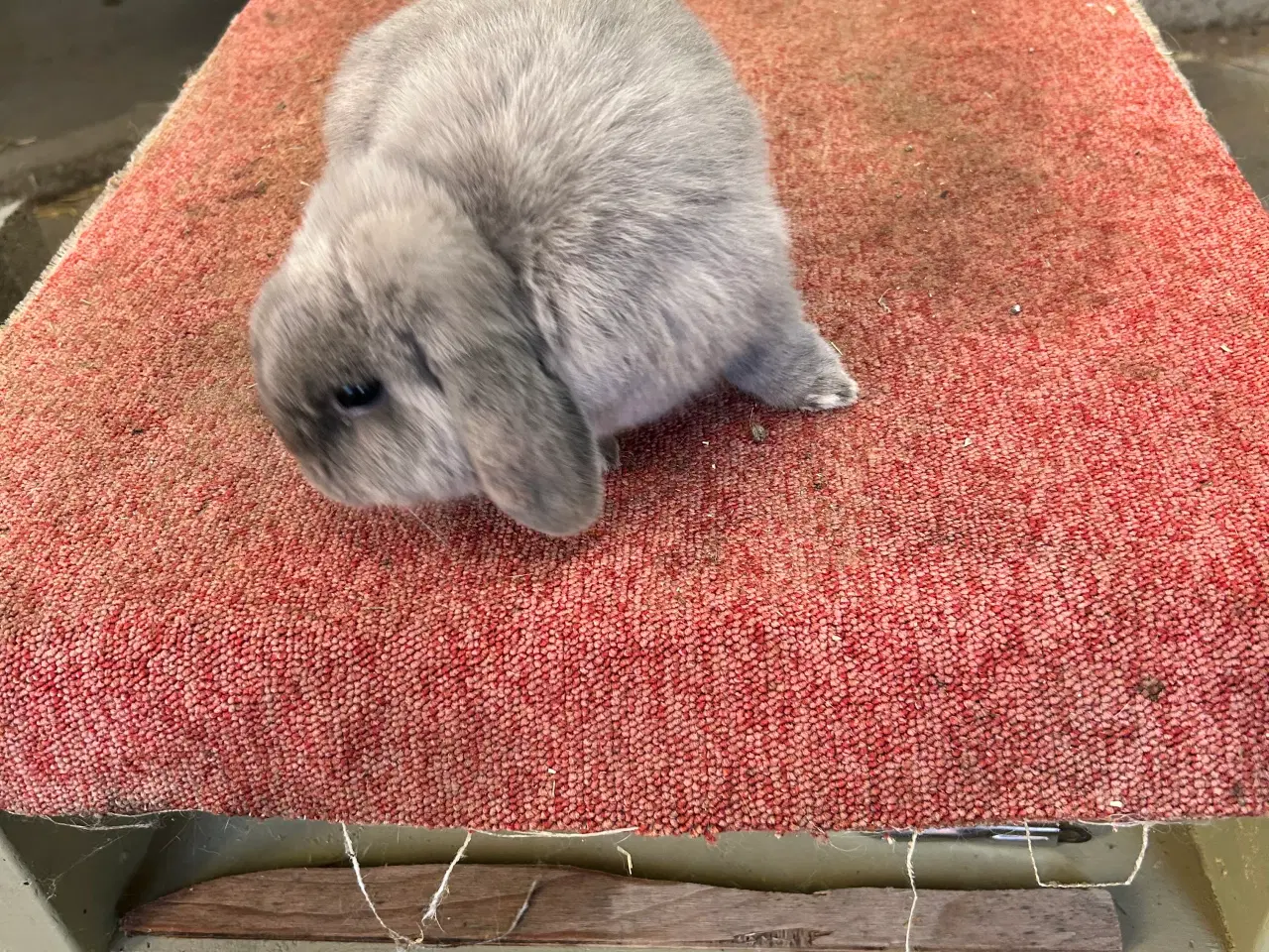 Billede 3 - Han Mini lop