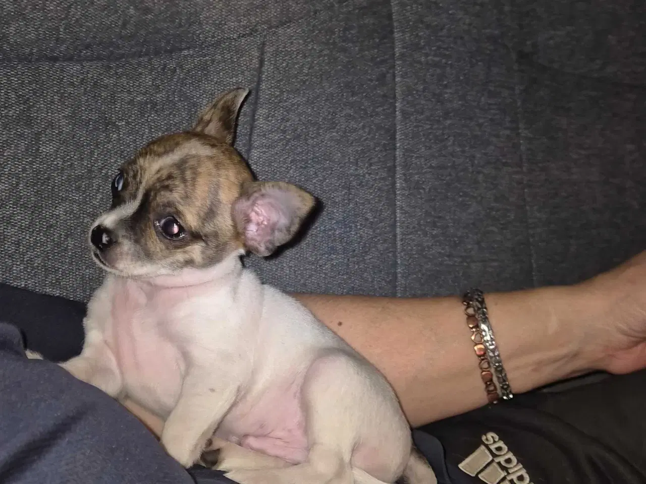 Billede 3 - Små chihuahua