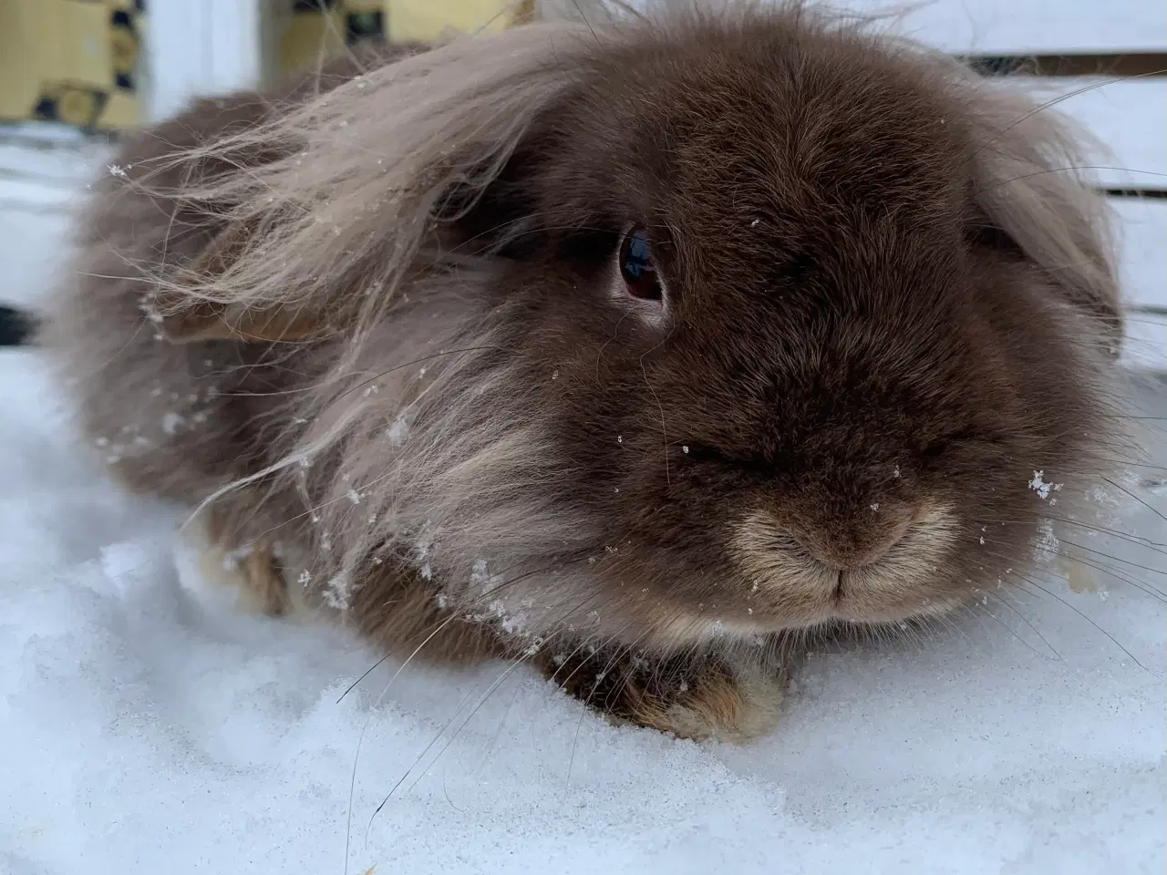 Billede 5 - Mini Leon lop han 6 mån . Bor i haven