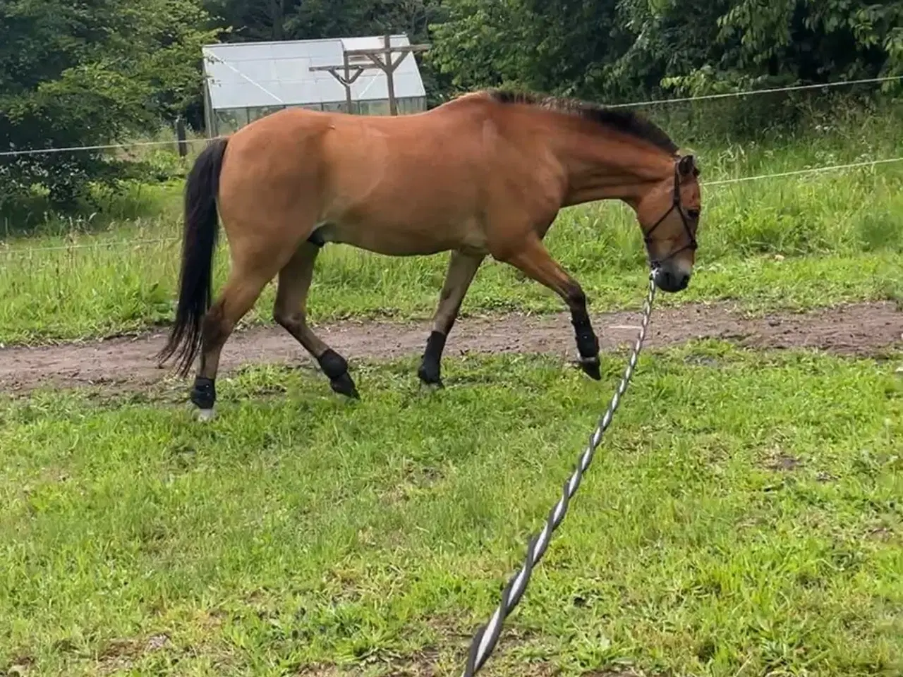 Billede 6 - børnepony /Næsten begynder pony / bytte