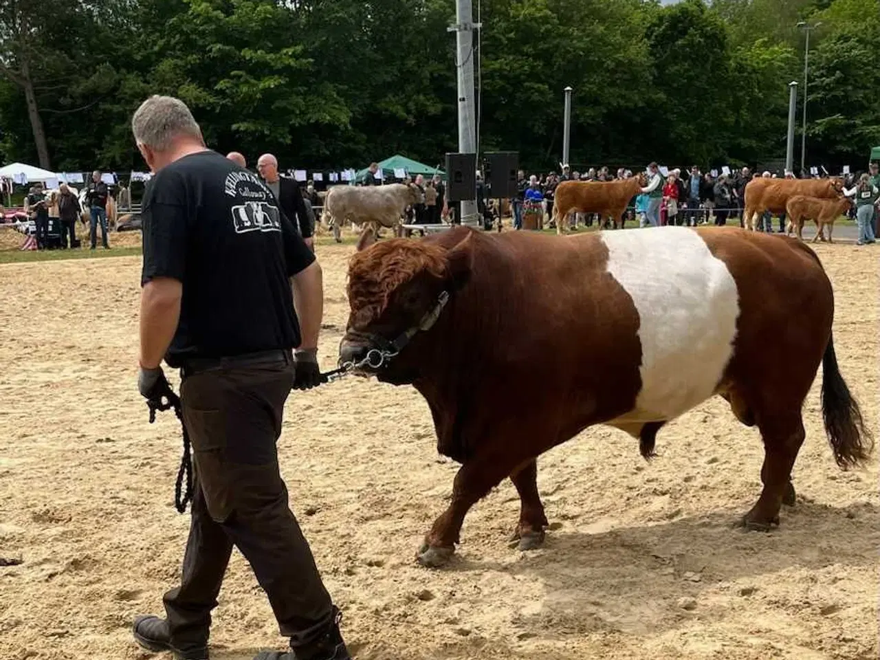 Billede 3 - Galloway avls tyr 