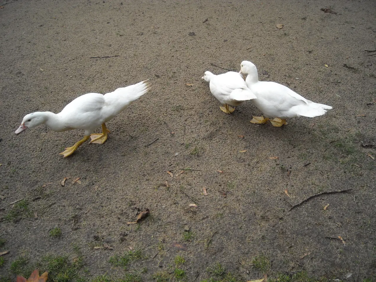 Billede 1 - Moskusænder