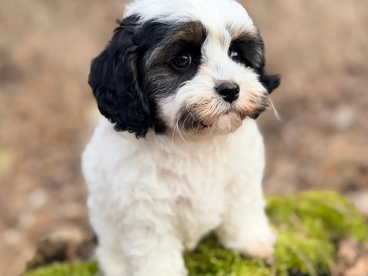 Billede 3 - Doodle Dreng