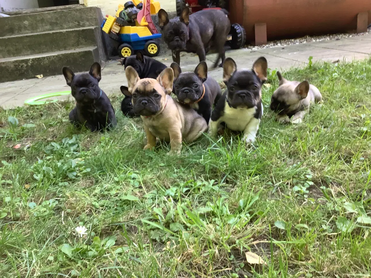 Billede 1 - Fransk bulldog hvalpe