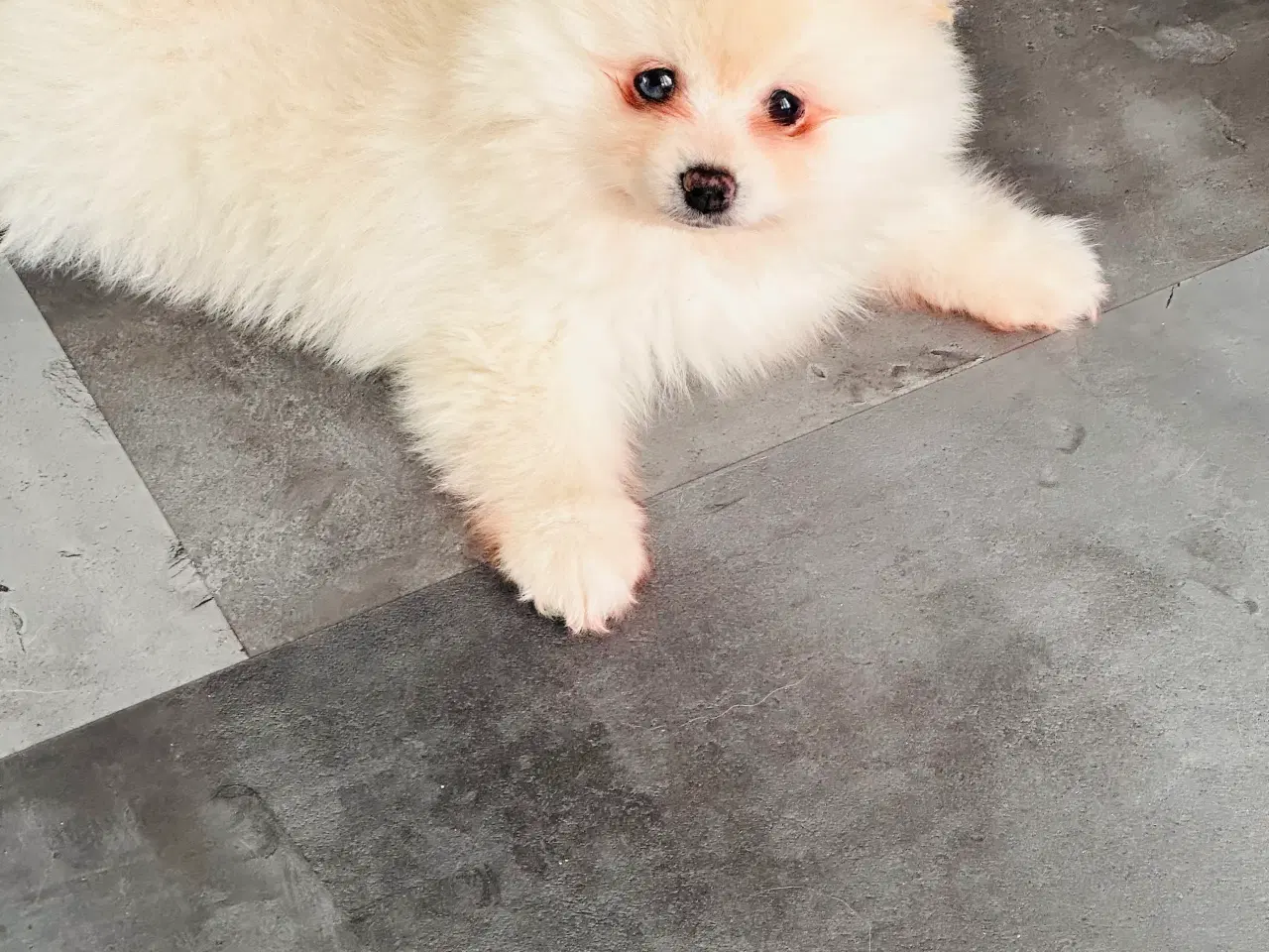 Billede 2 - Pomeranian 