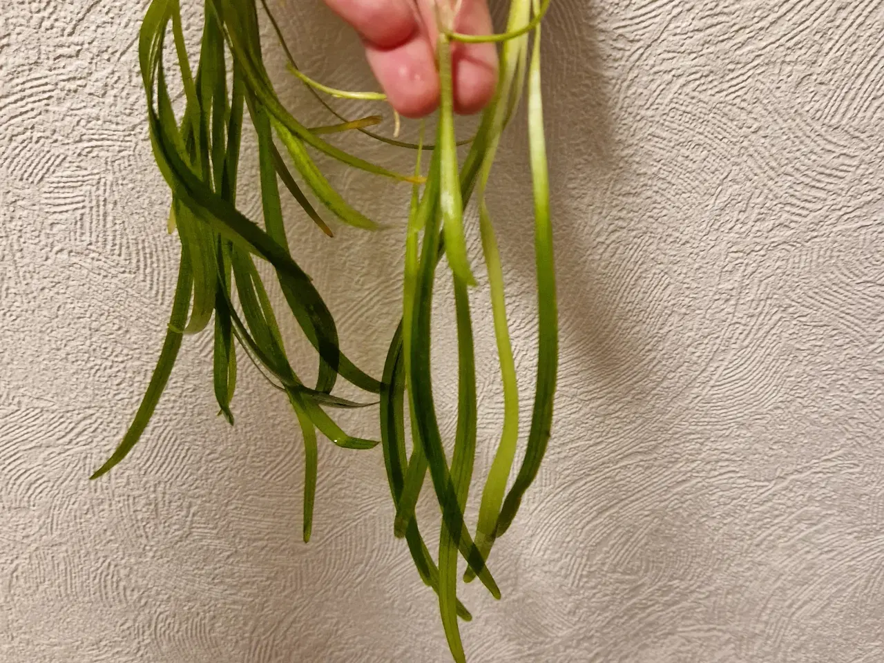 Billede 4 - Akvarie planter