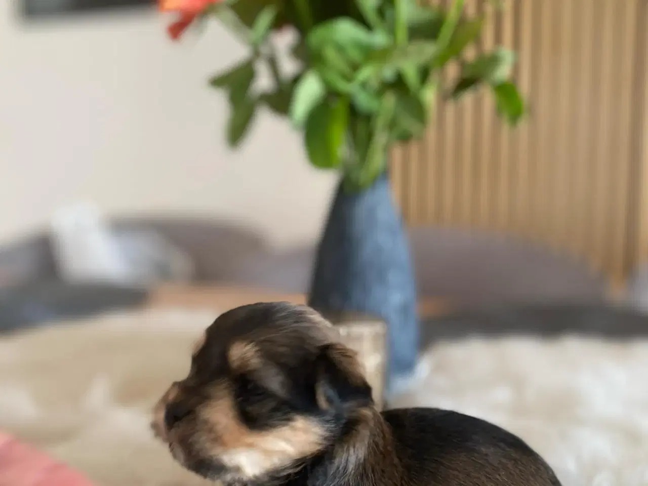 Billede 1 - Yorkshire terrier hvalpe