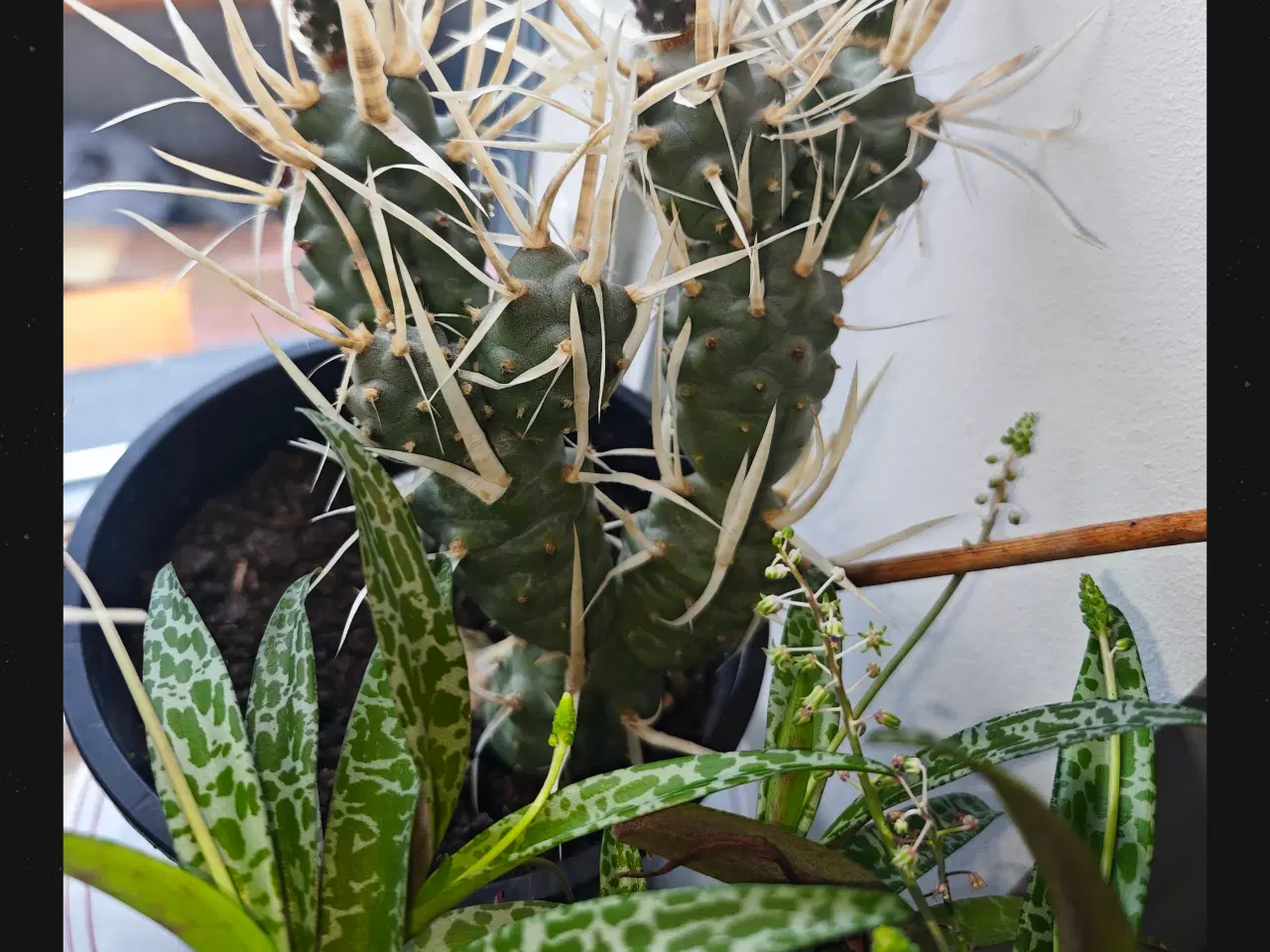 Billede 6 - Sukkulenter og Kaktusser (hjemmeprojekt)