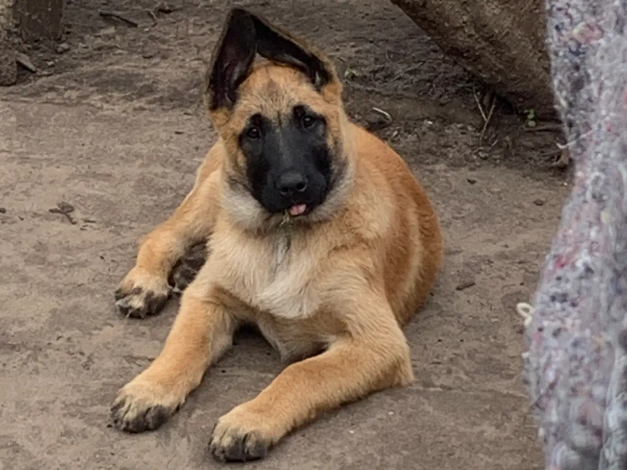 Billede 3 - Hunde hvalpe 
