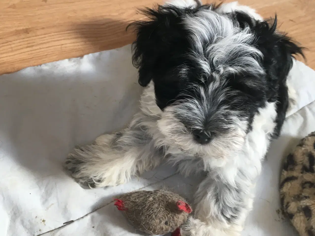 Billede 4 - Coton de tulear.