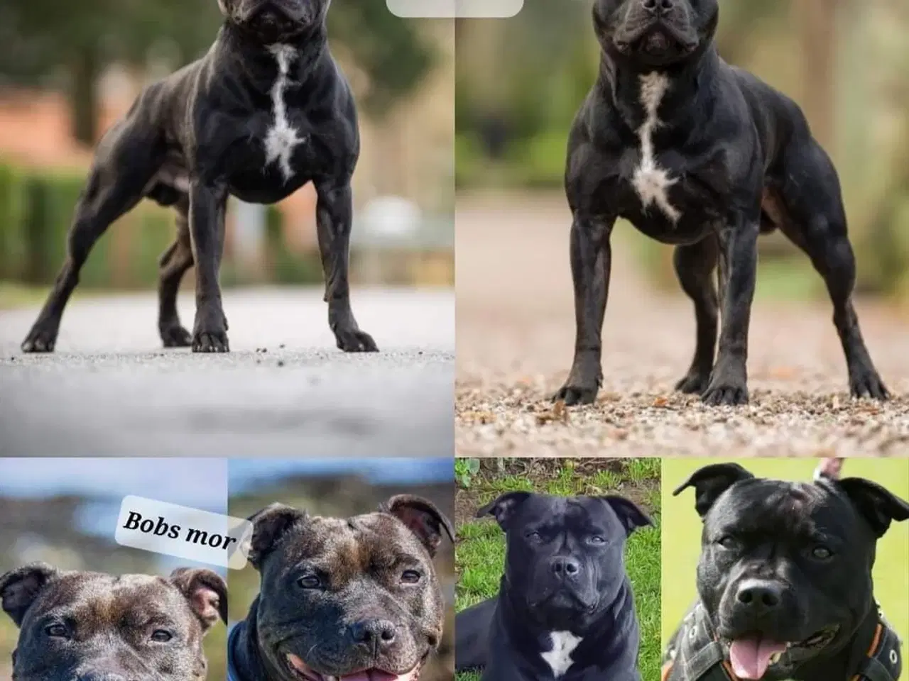 Billede 4 - Staffordshire bullterrier hvalpe