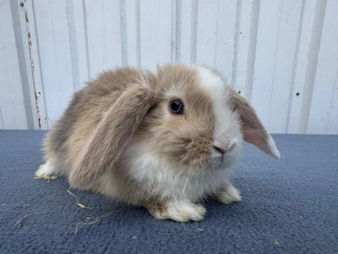 Billede 3 - Dværgvædder/Mini lop hunkanin
