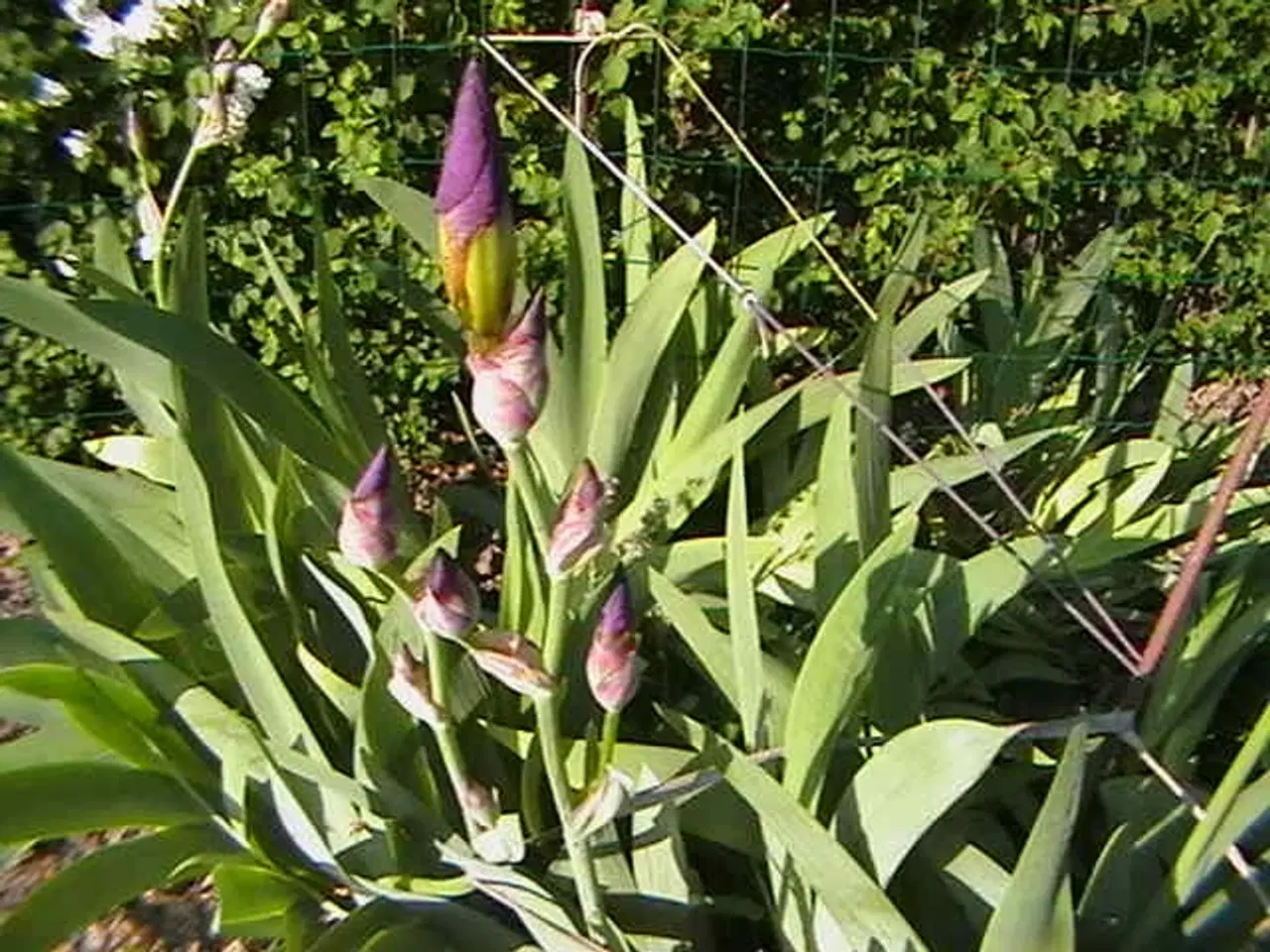 Billede 2 - Stauder. Storblomstrende Iris.