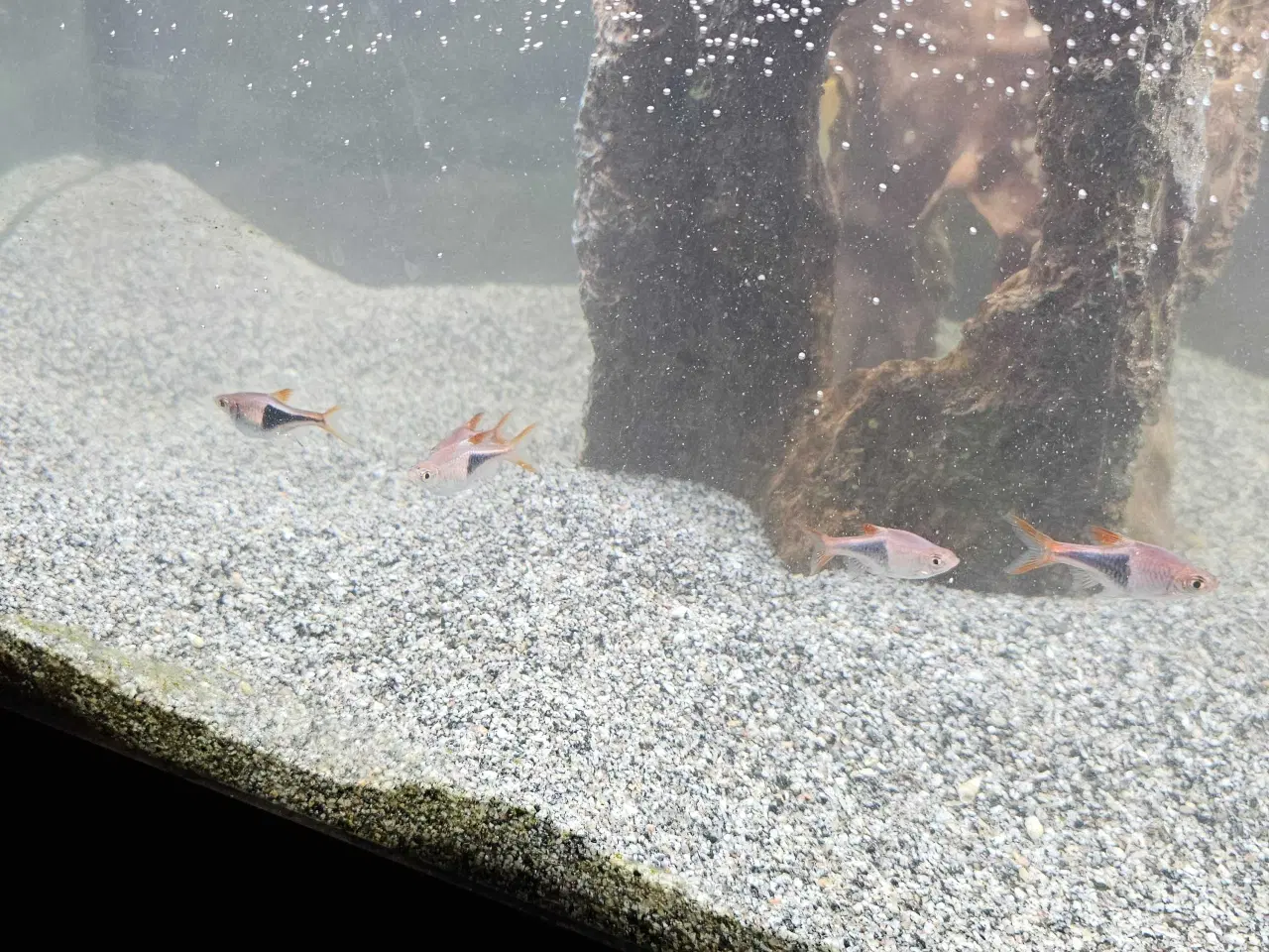 Billede 6 - Div. selskabsfisk søger ny balje