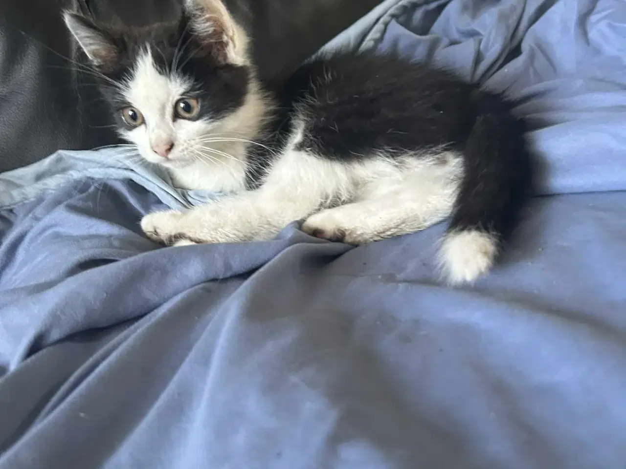 Billede 2 - Broget killing