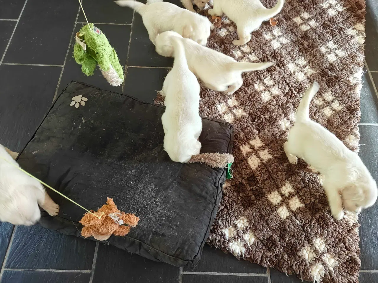 Billede 10 - Golden retriever han hvalpe 
