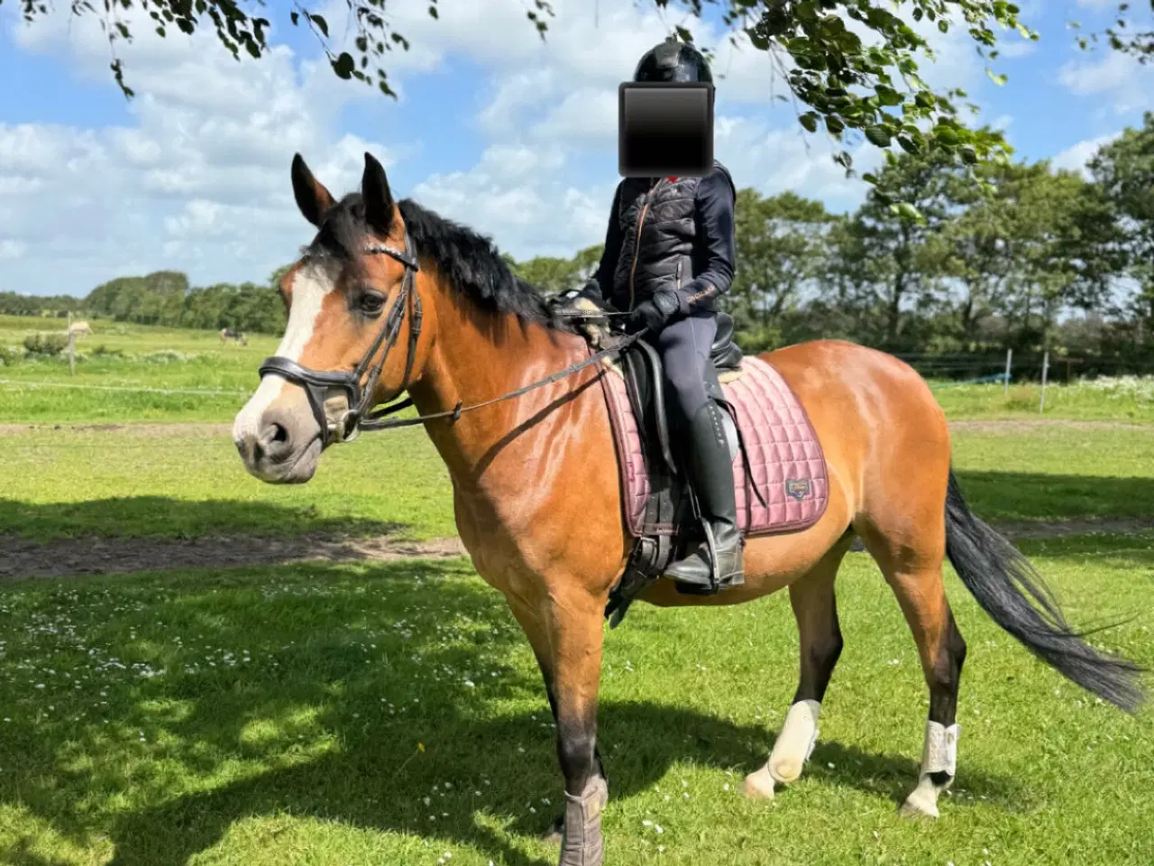 Billede 2 - DSP pony (max. kat. 2)