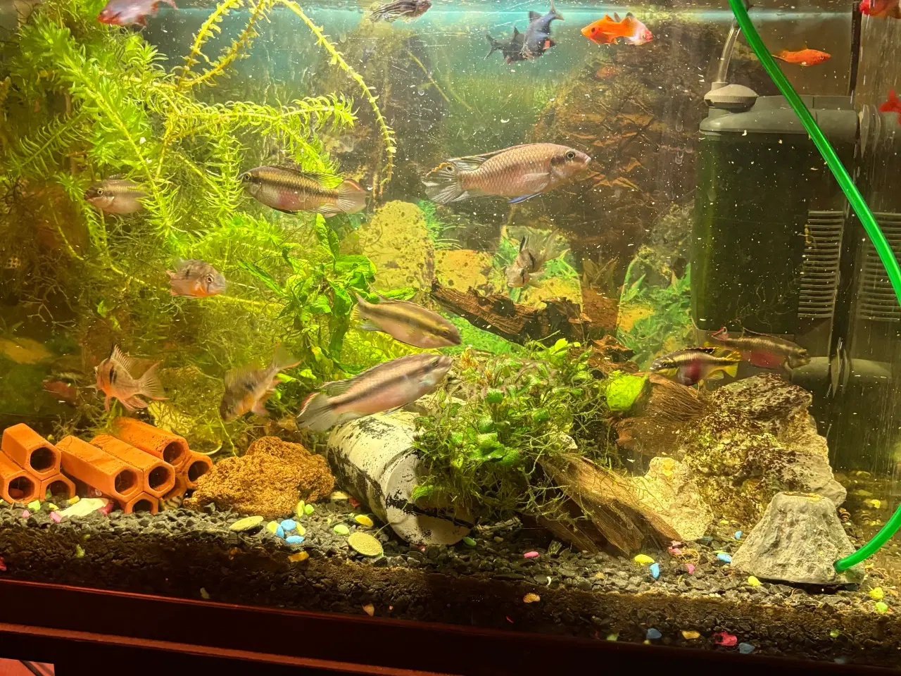 Billede 1 - Blandet fisk