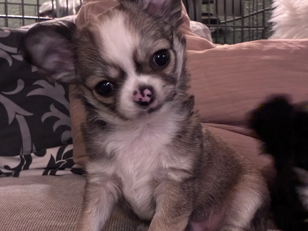 Billede 1 - DKK Chihuahua dreng