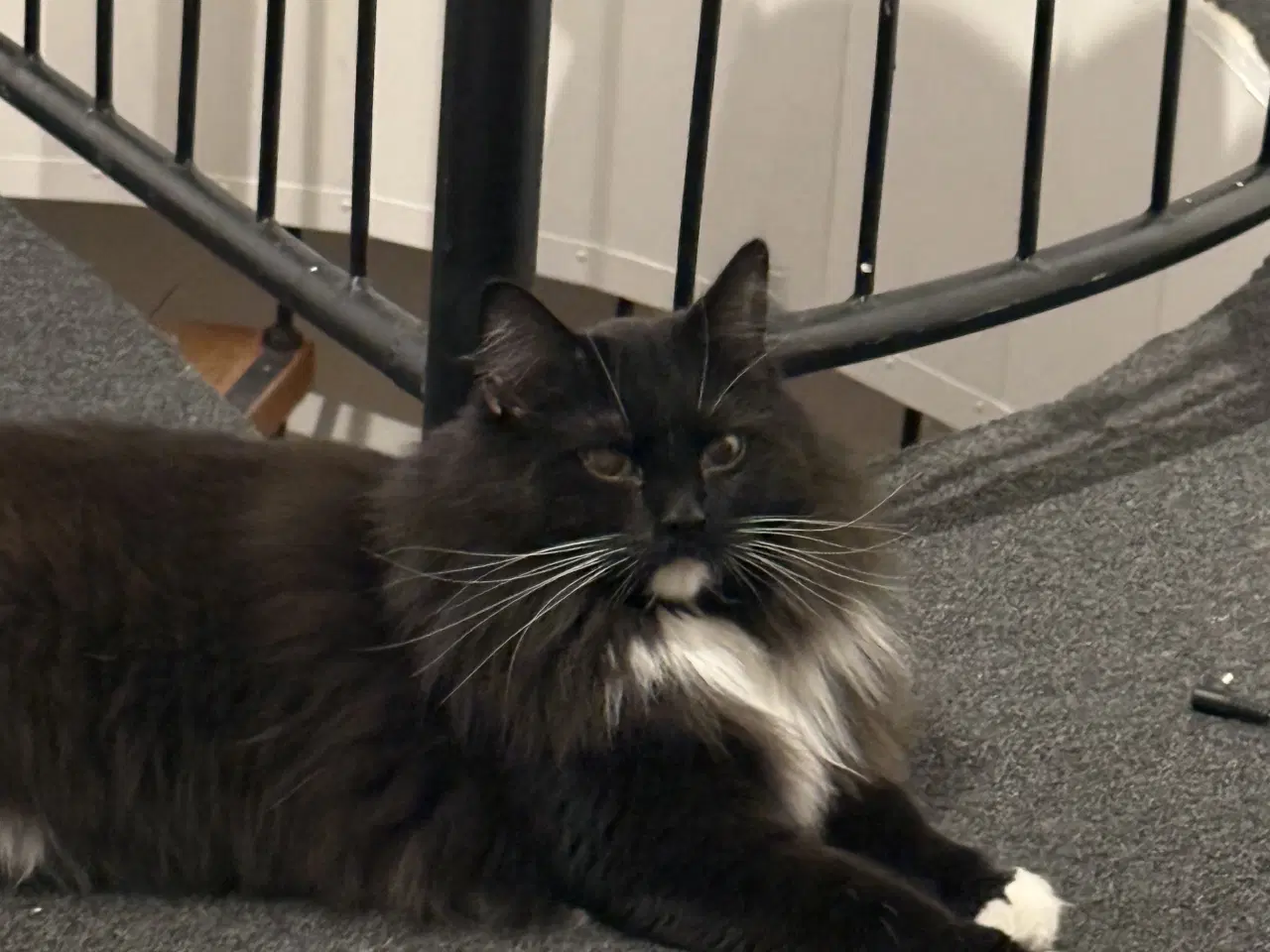 Billede 11 - Onkel Ole søger nyt hjem 