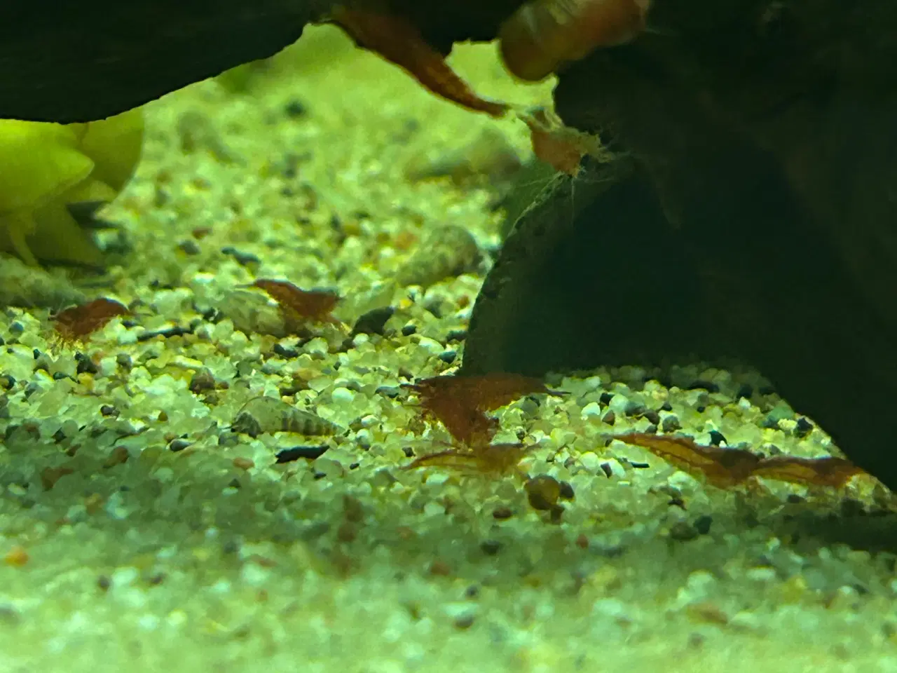 Billede 6 - 🦐🍒 Rød kirsebærreje Bloody Mary– flot rød | GLS