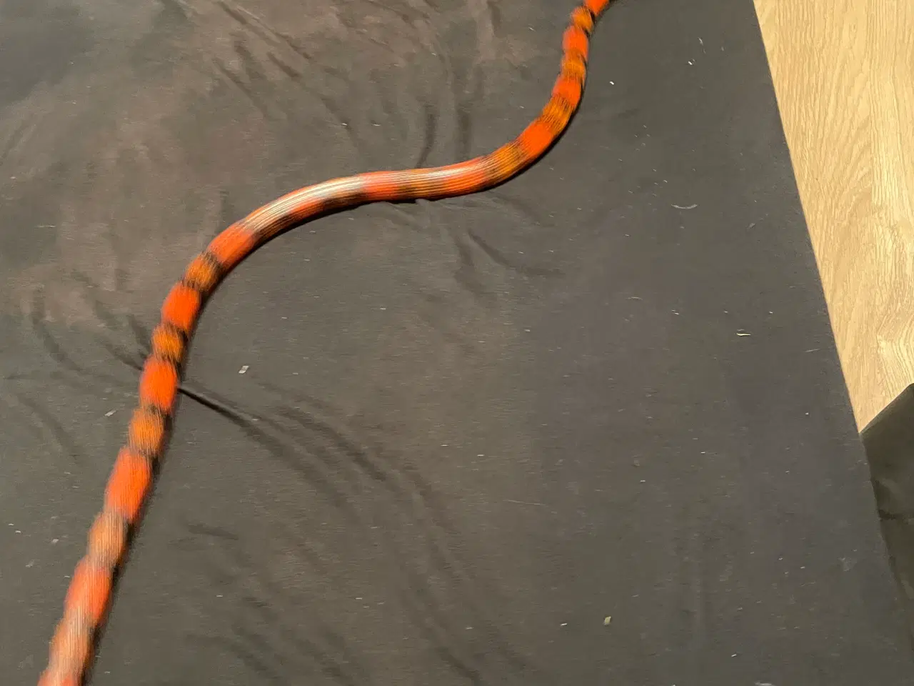 Billede 3 - Honduras mælkesnog + terrariet, lys og lille varme